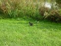 2014-10-02 16-36-42 Rando parc de la Courneuve CGn